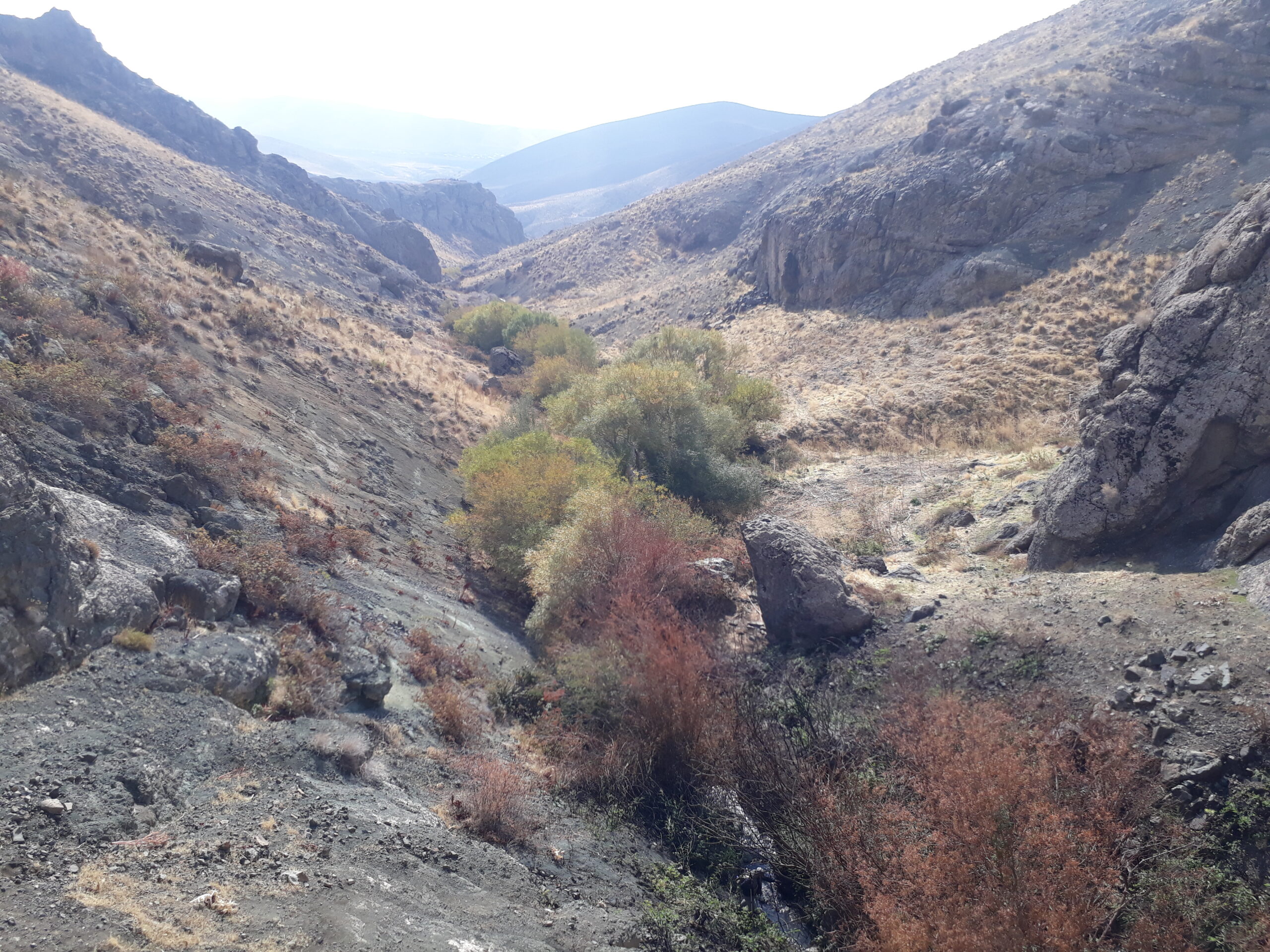 tikhor (65)